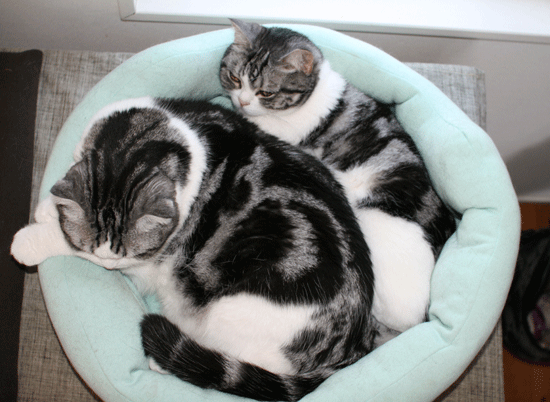 c0011300_14062205.gif