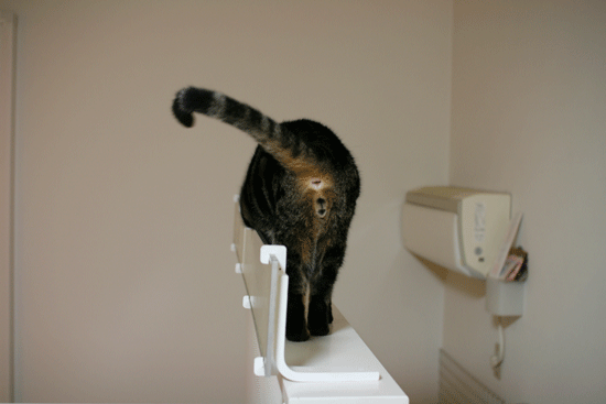 c0011300_14070678.gif