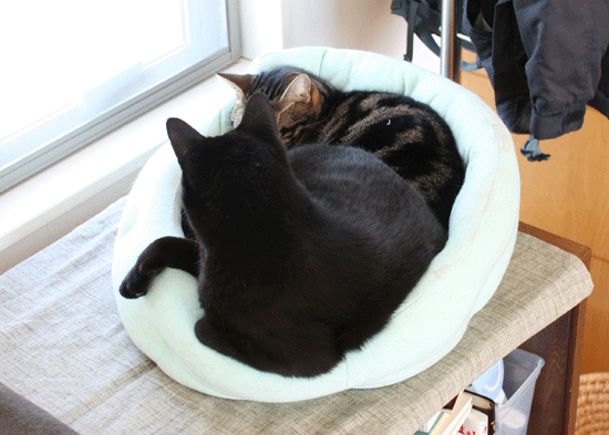 c0011300_14071374.gif