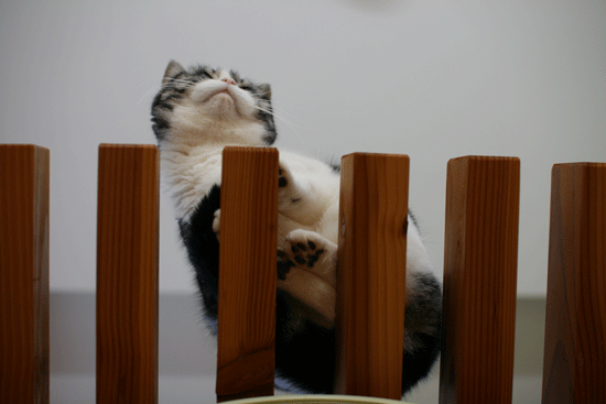 c0011300_14073024.gif