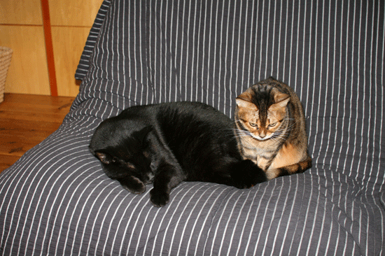 c0011300_14073252.gif