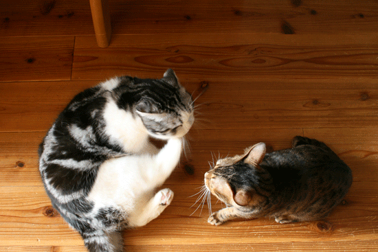 c0011300_14073484.gif
