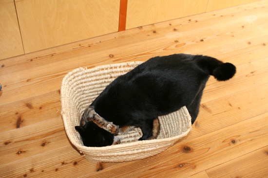 c0011300_14073535.gif