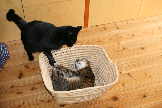 c0011300_14073584.gif