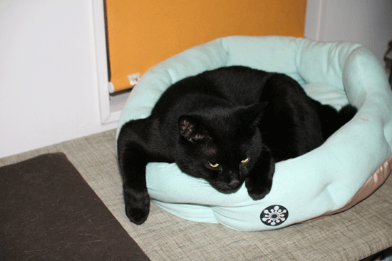 c0011300_14074001.gif