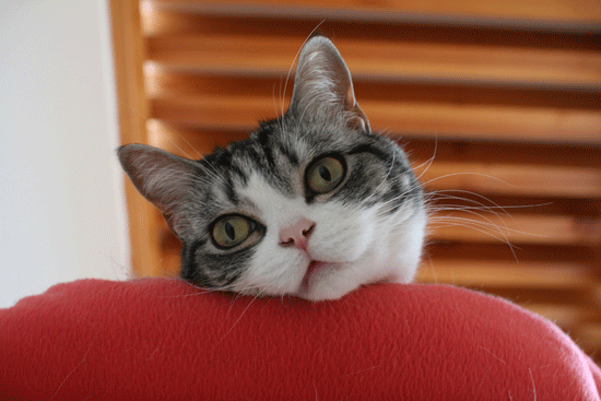 c0011300_14074545.gif