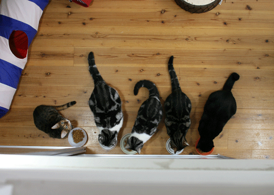 c0011300_14074710.gif