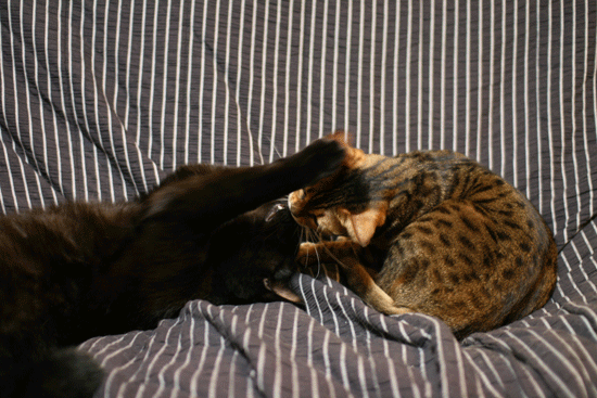 c0011300_14081032.gif