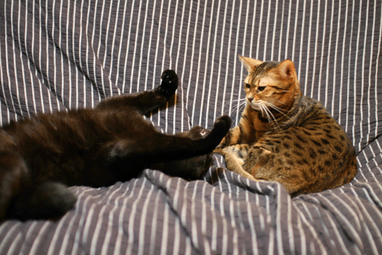 c0011300_14081150.gif