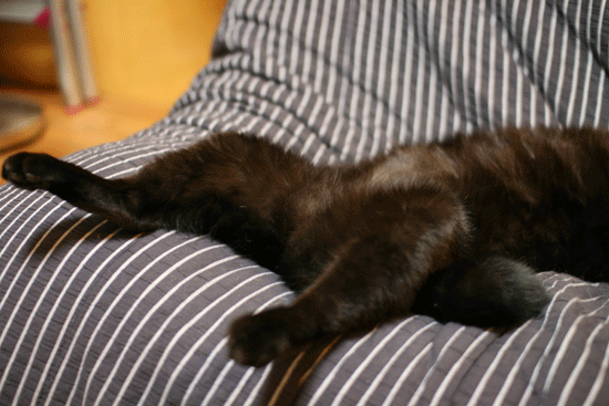 c0011300_14081204.gif
