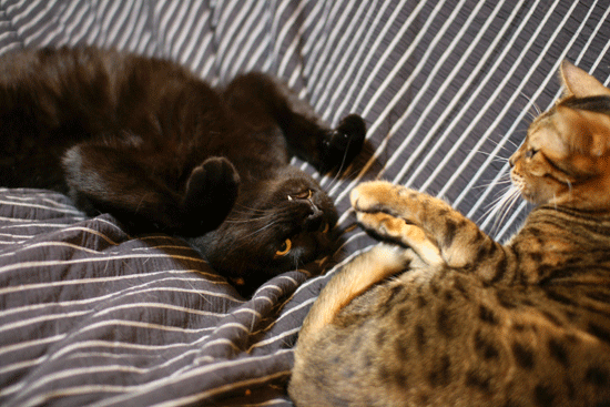 c0011300_14081376.gif