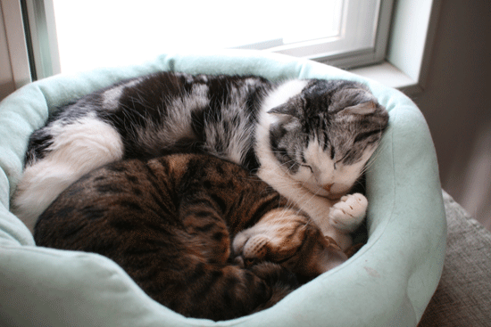 c0011300_14081442.gif