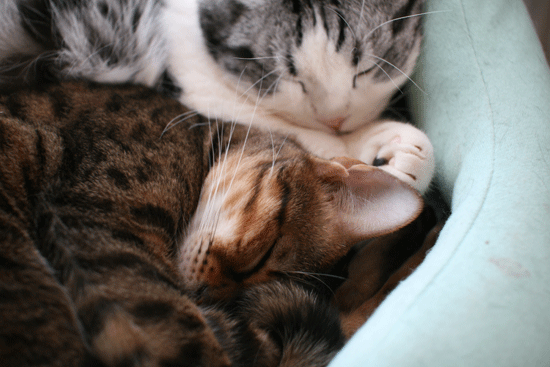 c0011300_14081598.gif