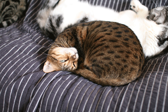 c0011300_14081637.gif