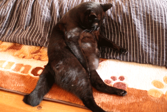 c0011300_14082527.gif