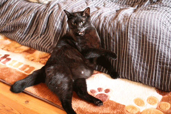 c0011300_14082623.gif