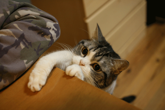 c0011300_14085393.gif