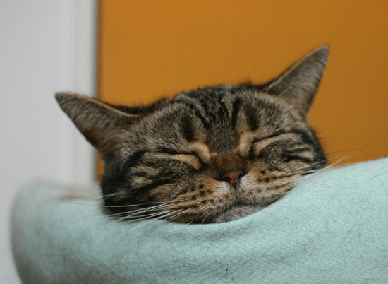 c0011300_14090357.gif