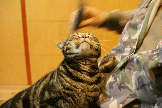 c0011300_14092412.gif