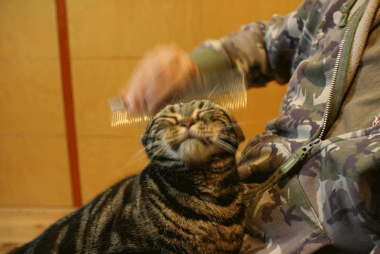 c0011300_14092533.gif