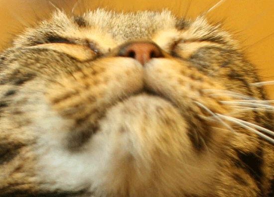 c0011300_14092715.gif