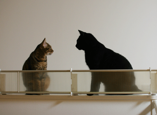 c0011300_14100782.gif