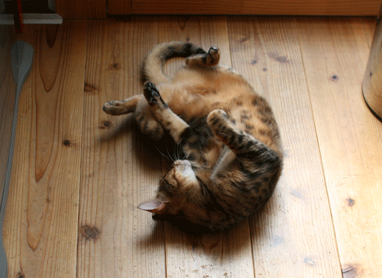 c0011300_14101096.gif