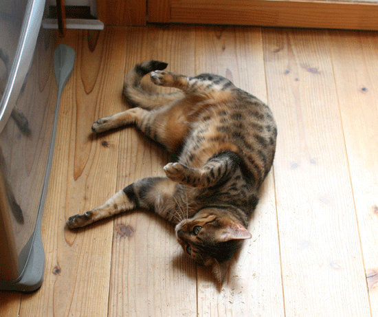 c0011300_14101104.gif