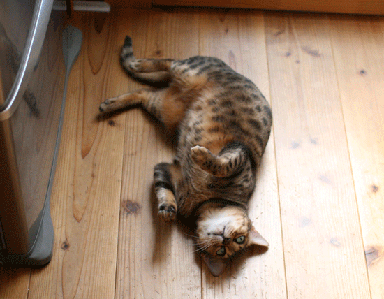 c0011300_14101120.gif