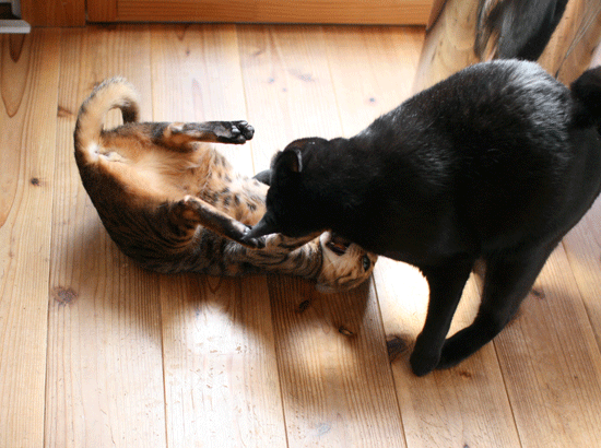 c0011300_14101248.gif