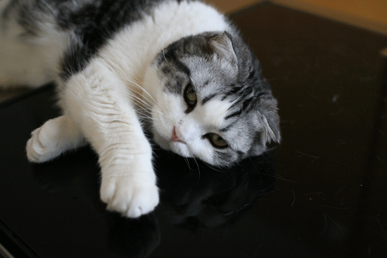 c0011300_14101695.gif