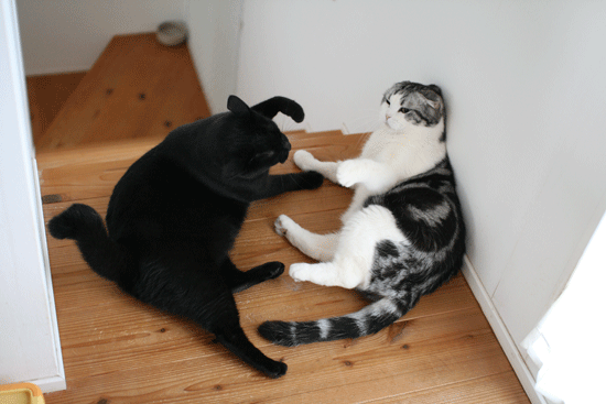 c0011300_14101748.gif