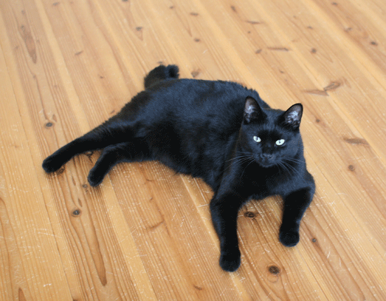 c0011300_14102409.gif