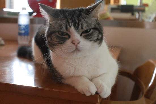 c0011300_14103214.gif