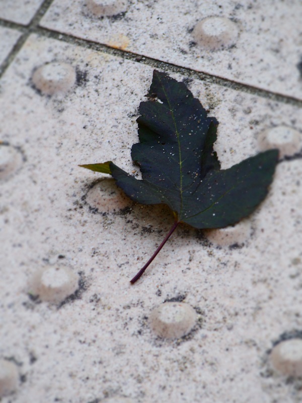 d0001008_171149.jpg