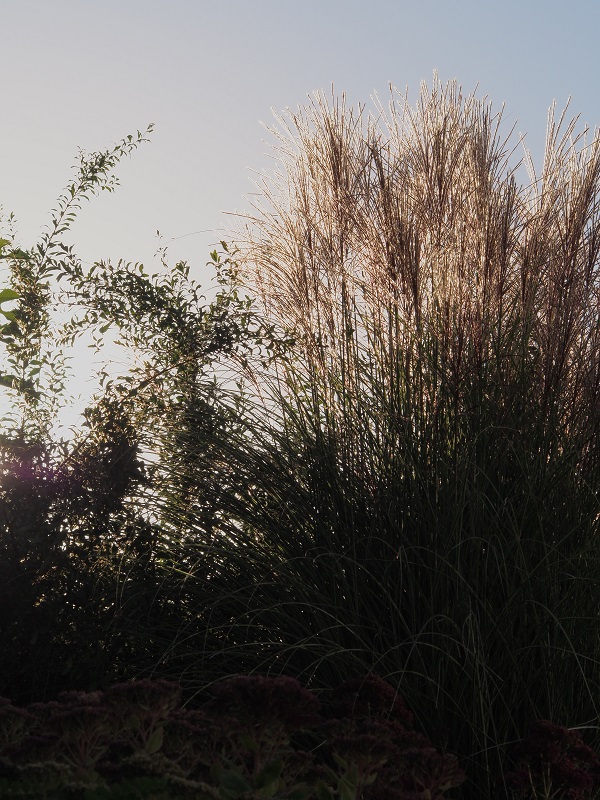 d0001008_171513.jpg