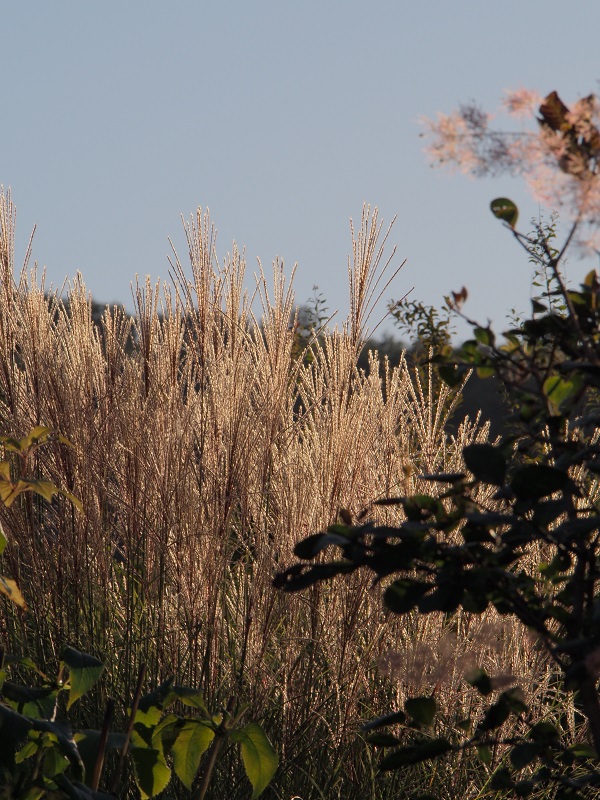 d0001008_1735840.jpg