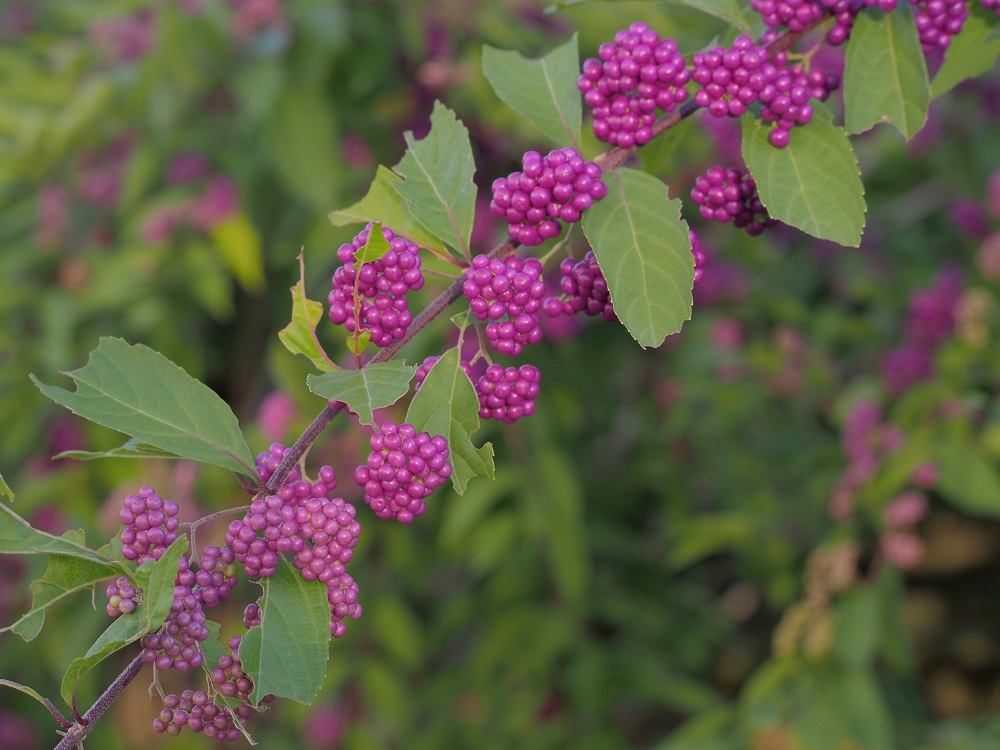 d0001008_1764767.jpg
