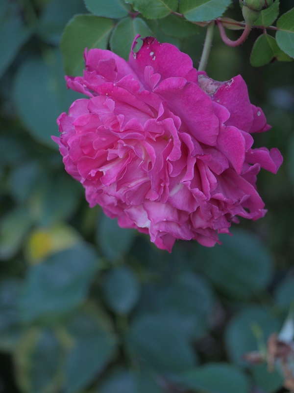 d0001008_8263448.jpg