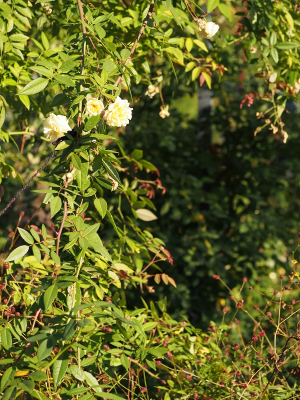 d0001008_8314737.jpg