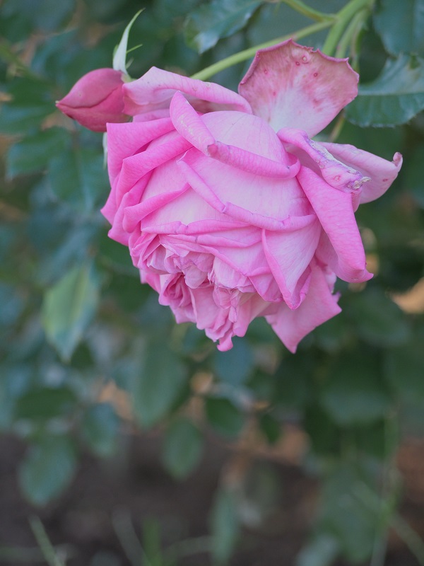 d0001008_8343125.jpg