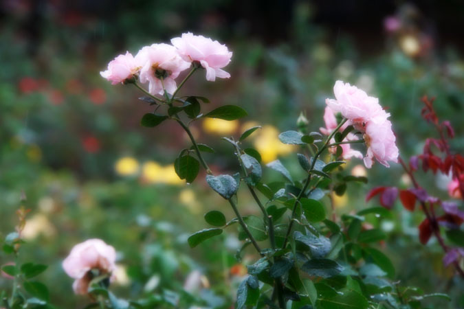 a0263109_17393031.jpg