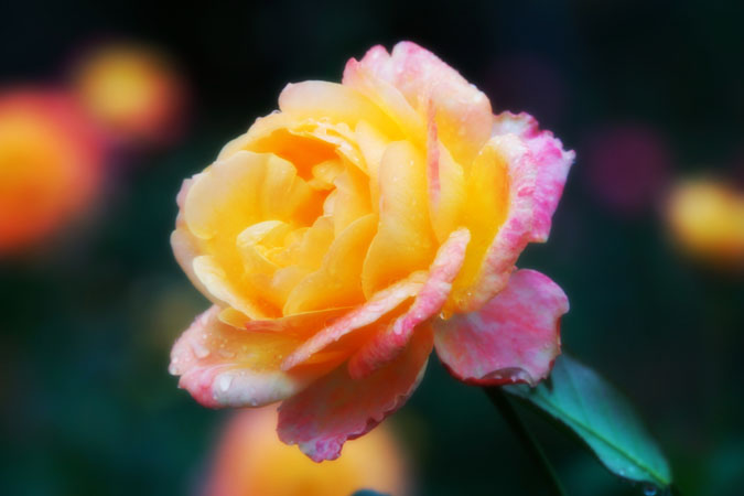a0263109_1742775.jpg