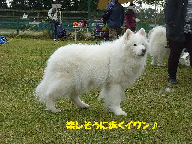 e0196135_22125649.jpg