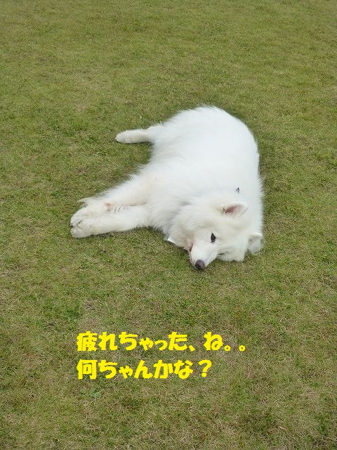 e0196135_2212970.jpg