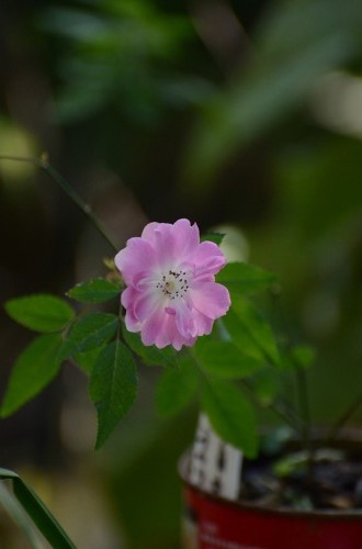 c0186463_2333371.jpg