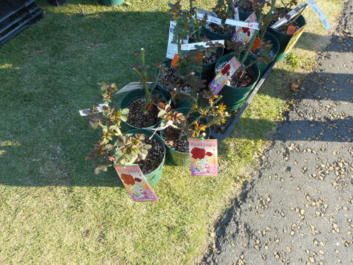 c0336266_18274768.jpg