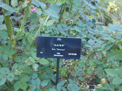 c0336266_18352340.jpg
