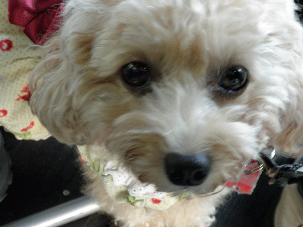 b0098881_2184128.gif