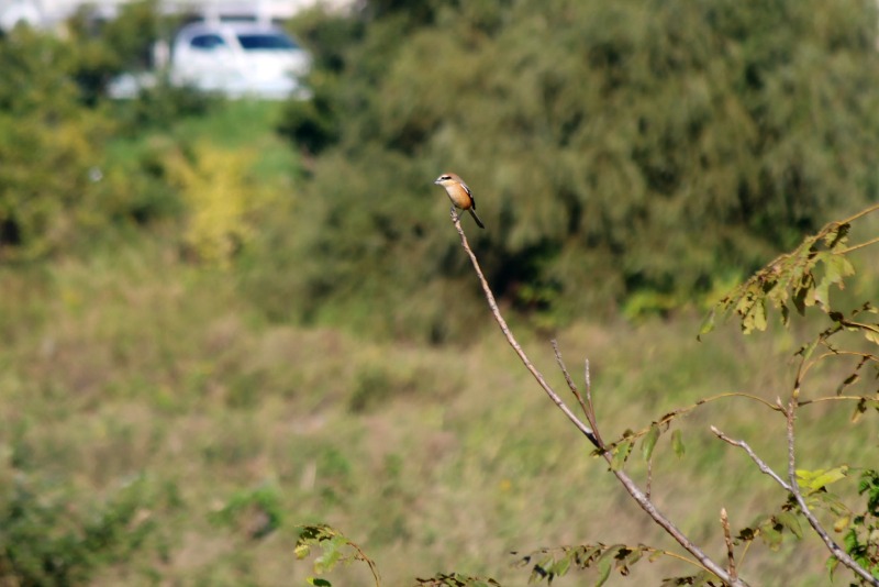 a0127090_20201591.jpg